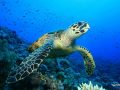 HBR_Scuba_Diving_turtle