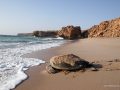 Plage de Ras Al Jinz_ OT Oman